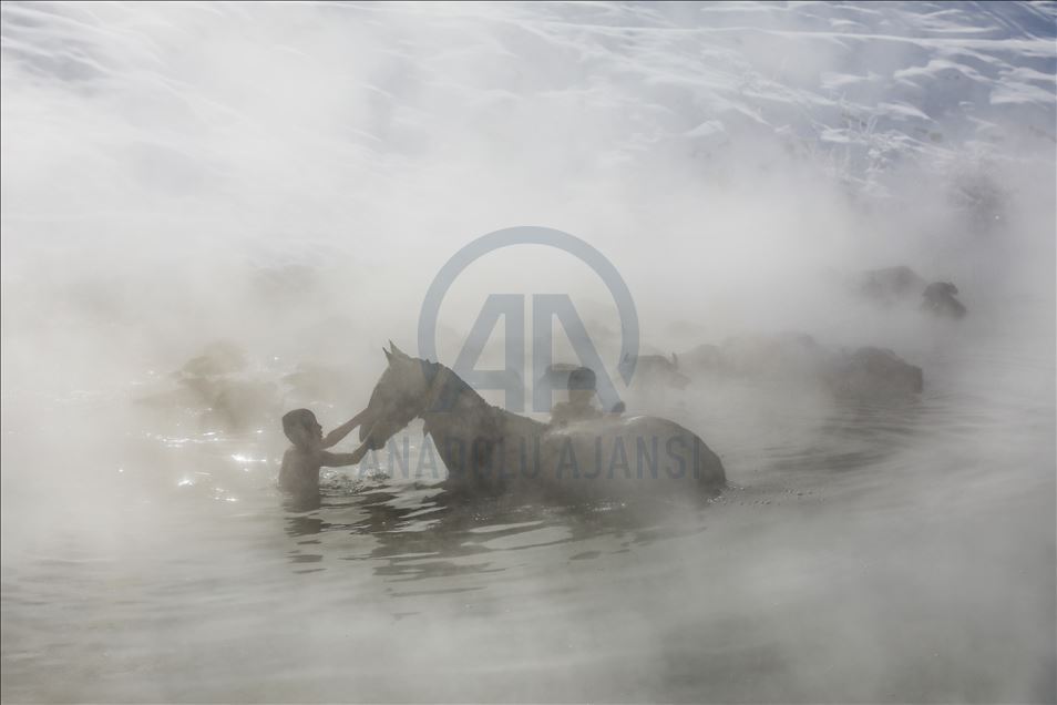 Water buffalos washed in thermal spring in Bitlis