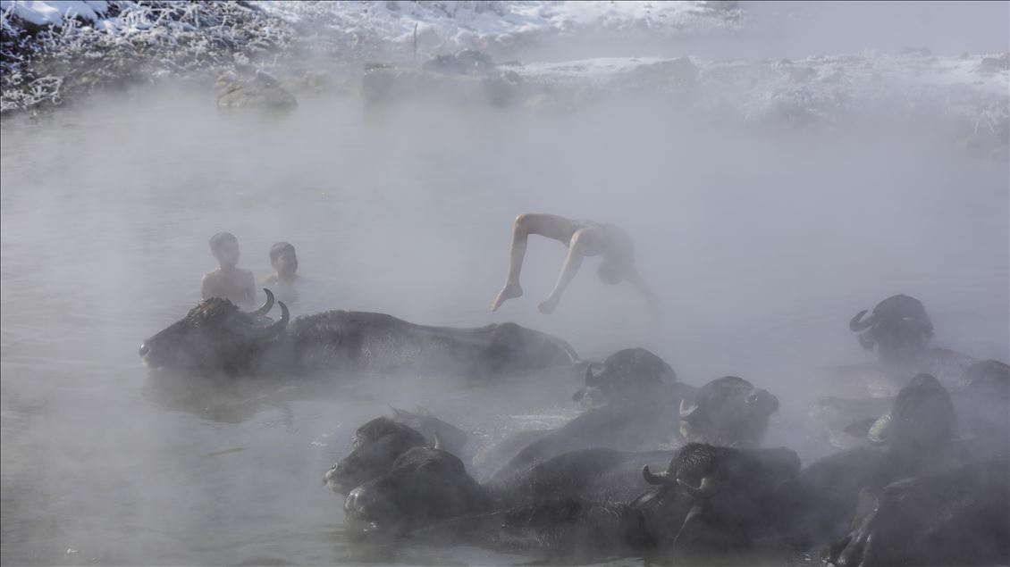 Water buffalos washed in thermal spring in Bitlis
