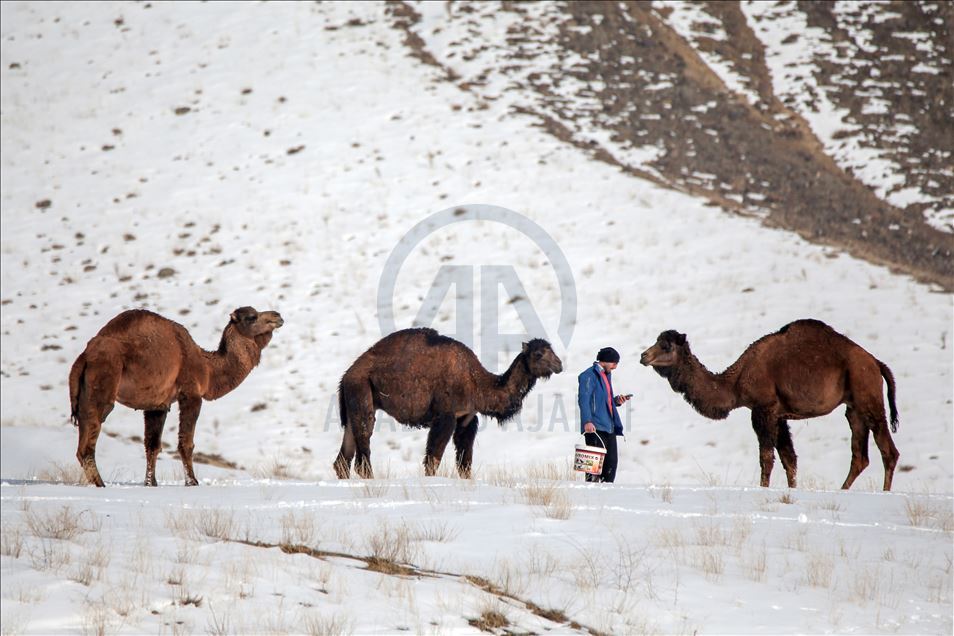 A Van, les chameaux se préparent pour la course
