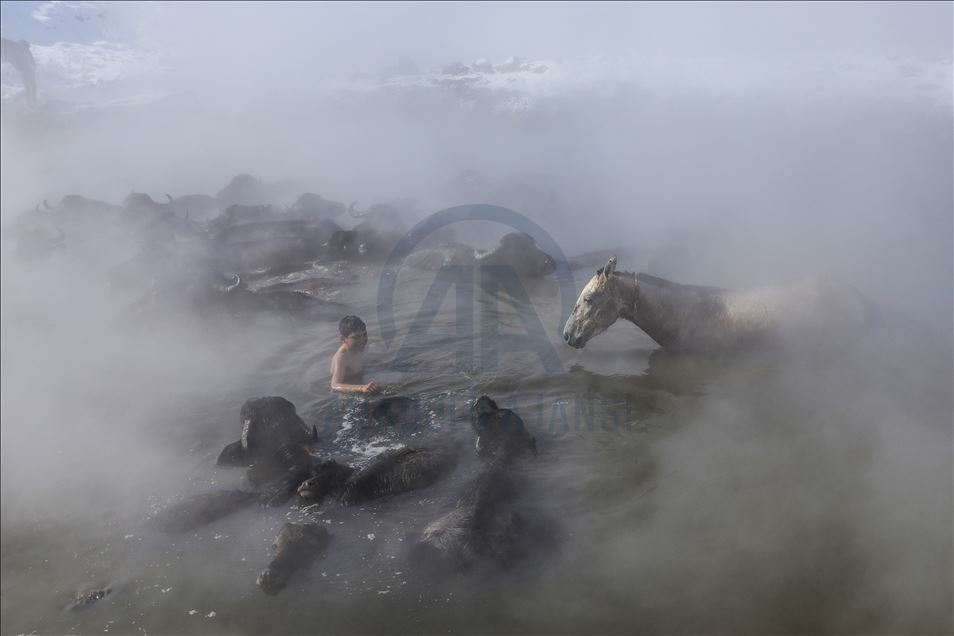 Water buffalos washed in thermal spring in Bitlis