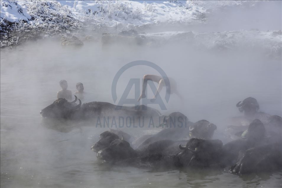 Water buffalos washed in thermal spring in Bitlis