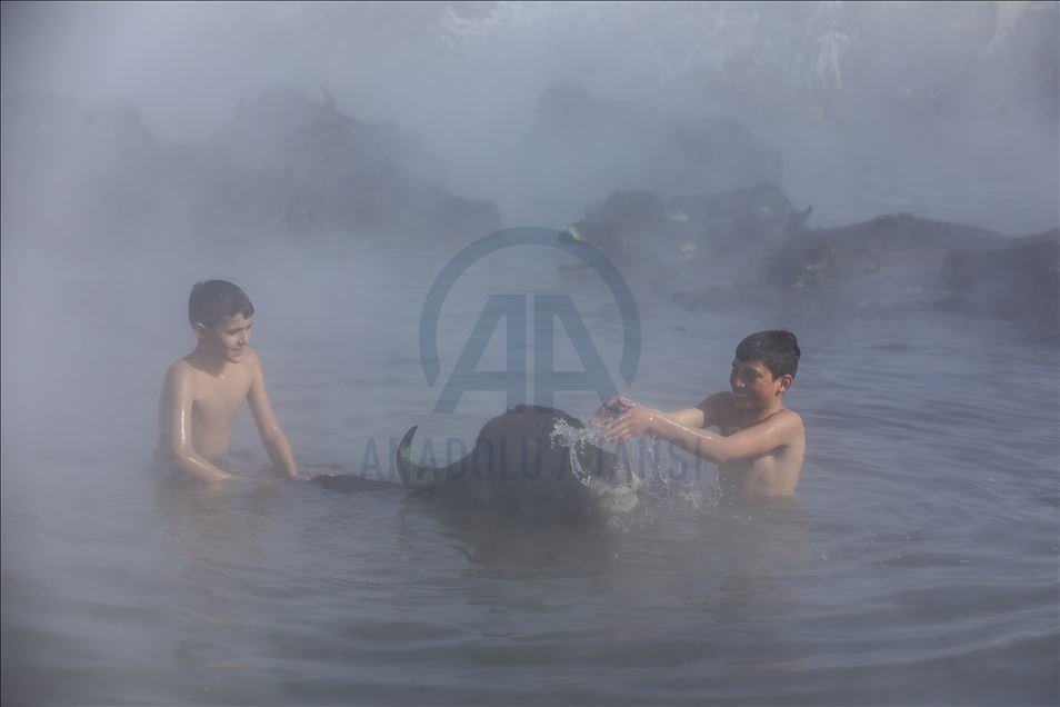 Water buffalos washed in thermal spring in Bitlis