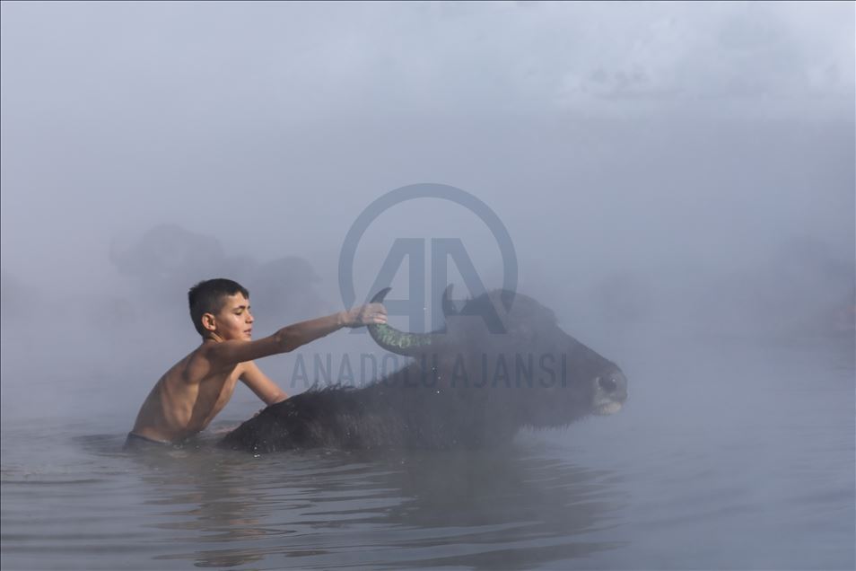 Water buffalos washed in thermal spring in Bitlis