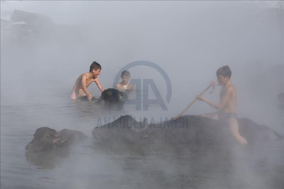 Water buffalos washed in thermal spring in Bitlis