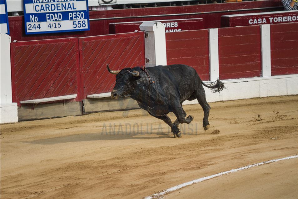 Bullfighting returns to Colombia’s capital amid controversy