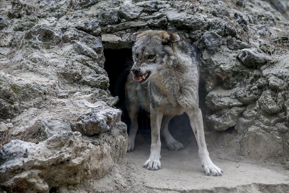 Predators' reactions on feeding time