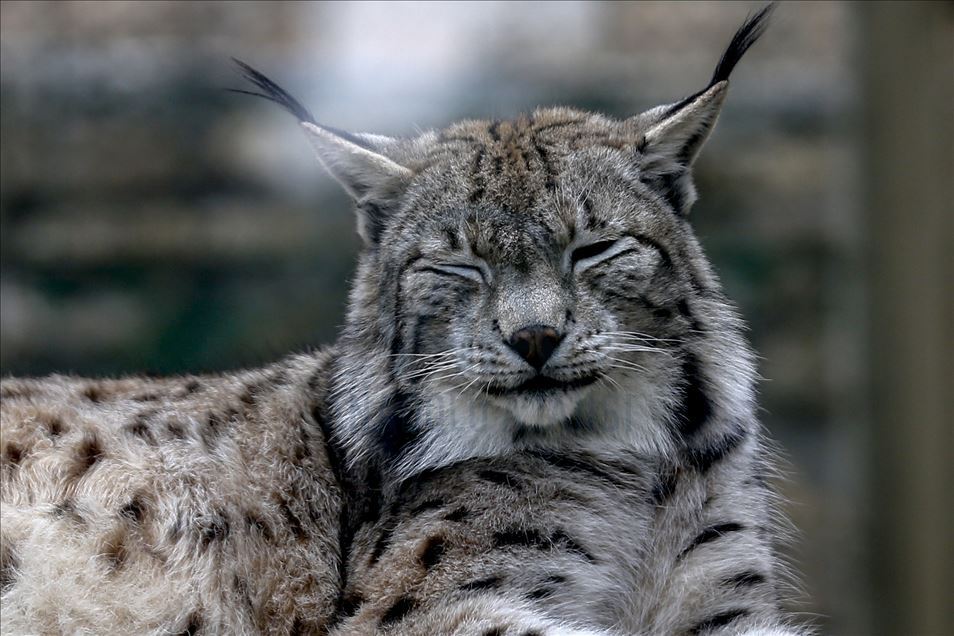 Predators' reactions on feeding time