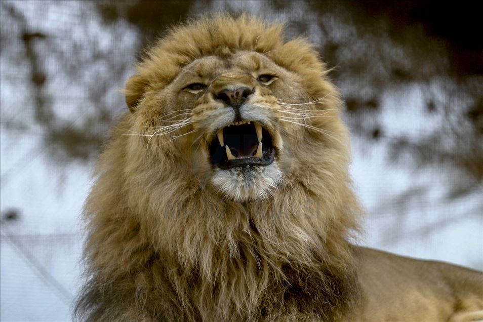 Predators' reactions on feeding time