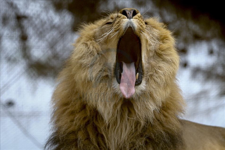 Predators' reactions on feeding time