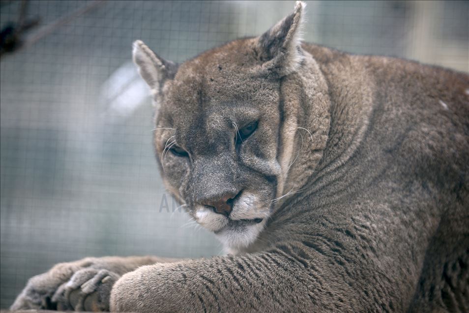 Predators' reactions on feeding time