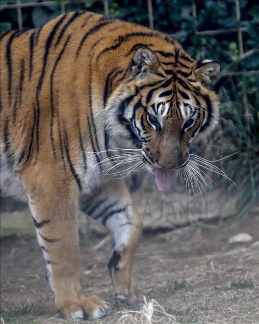 Зоопарк Антальи – крупнейший в Турции