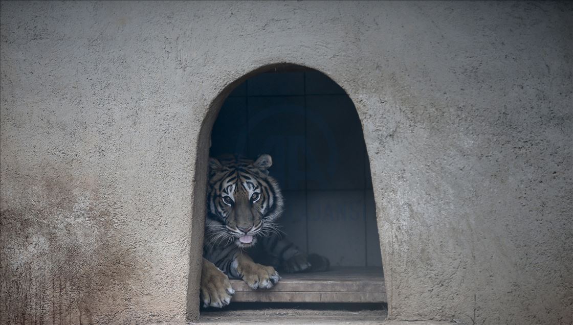 Зоопарк Антальи – крупнейший в Турции