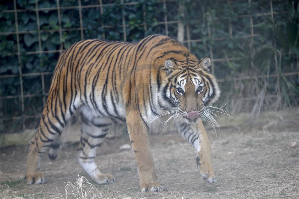 Predators' reactions on feeding time