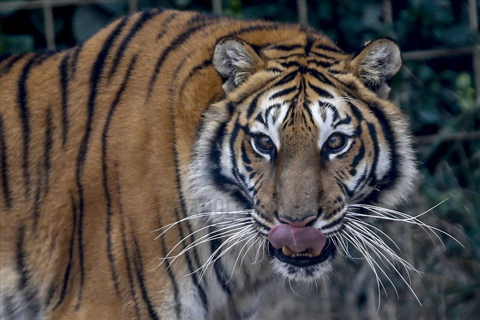 Predators' reactions on feeding time