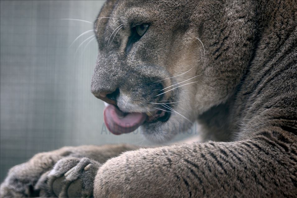 Predators' reactions on feeding time