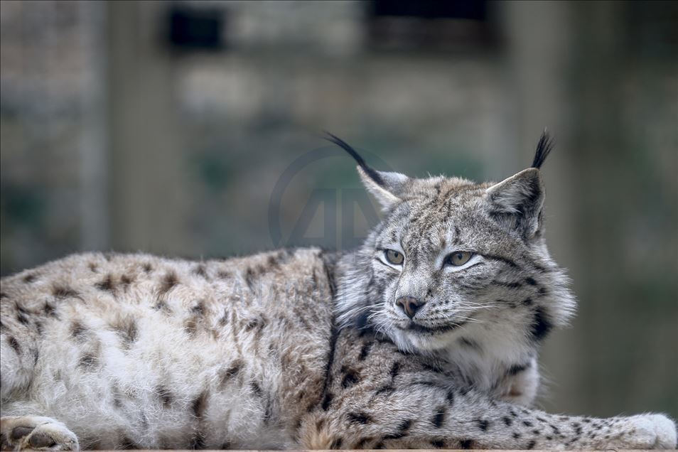 Predators' reactions on feeding time