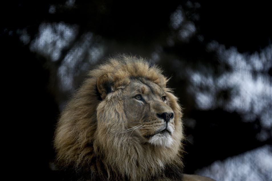 Predators' reactions on feeding time