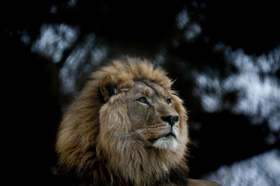 Reacciones de los animales en Zoológico de Turquía