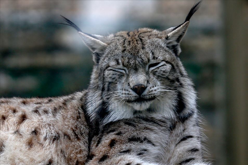 Reacciones de los animales en Zoológico de Turquía