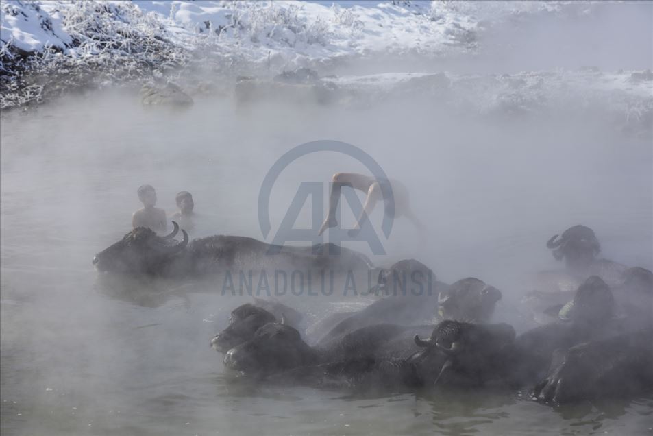 Búfalos son lavados en las aguas termales de Bitlis, Turquía