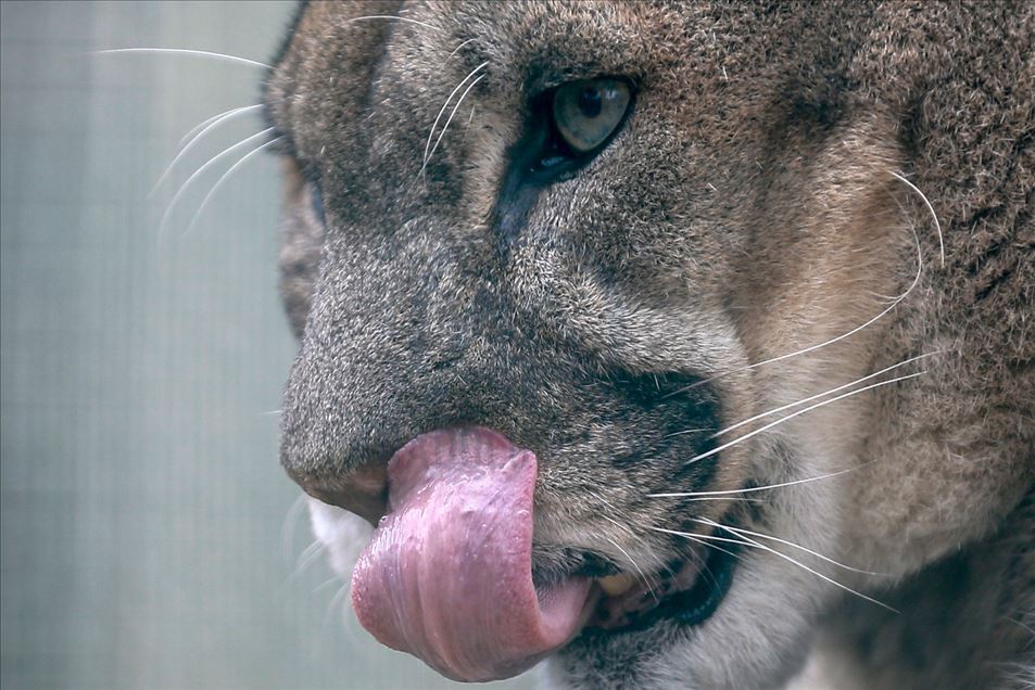 Reacciones de los animales en Zoológico de Turquía
