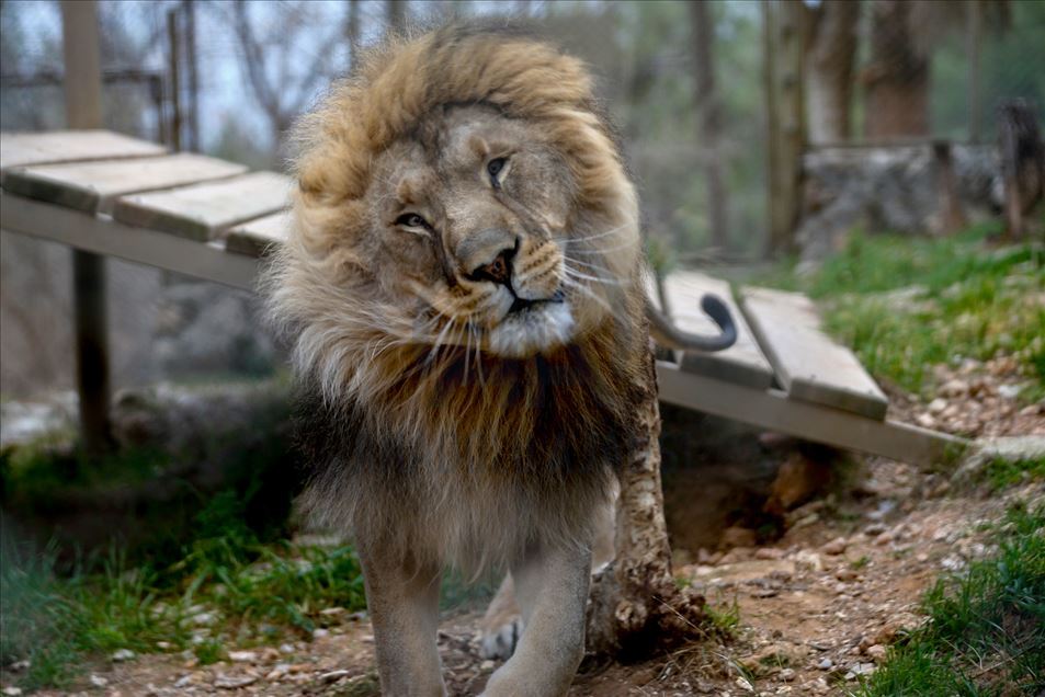 Reacciones de los animales en Zoológico de Turquía