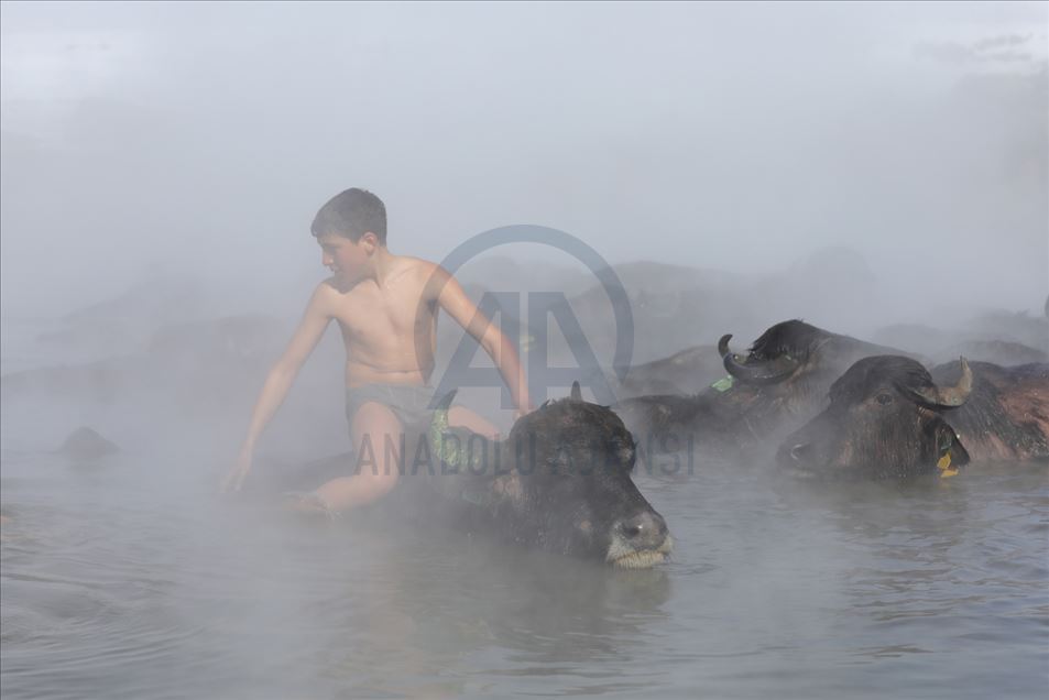 Búfalos son lavados en las aguas termales de Bitlis, Turquía