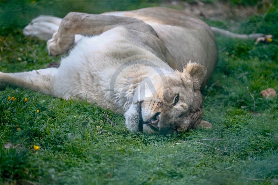 Reacciones de los animales en Zoológico de Turquía