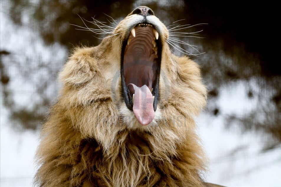 Reacciones de los animales en Zoológico de Turquía