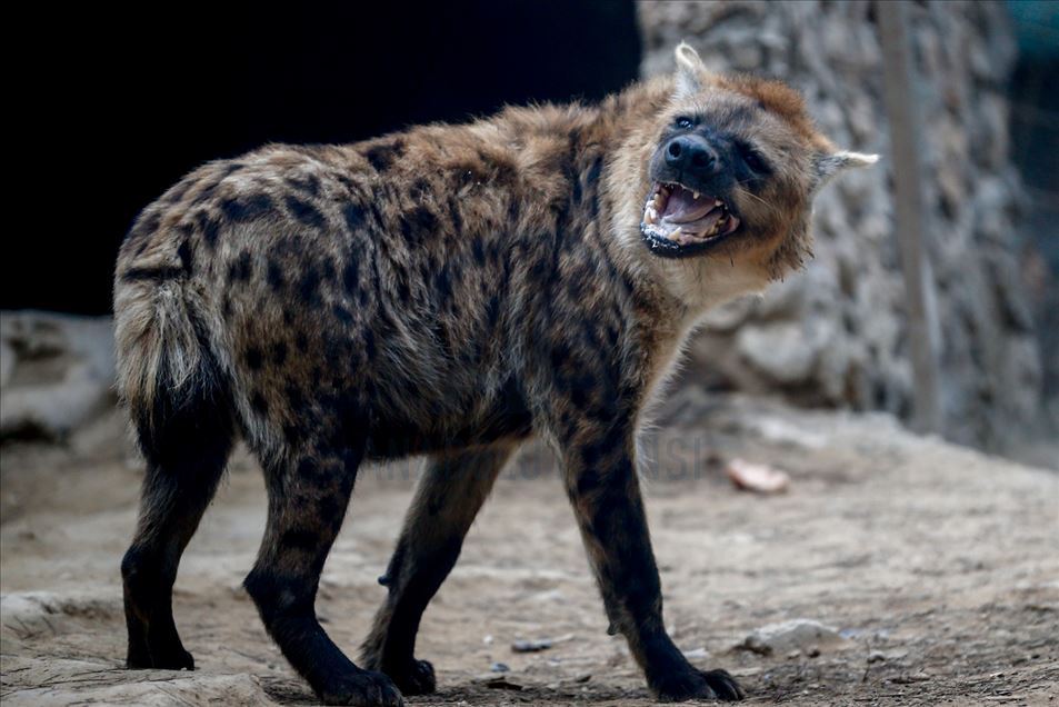 Reacciones de los animales en Zoológico de Turquía
