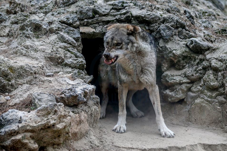 Reacciones de los animales en Zoológico de Turquía