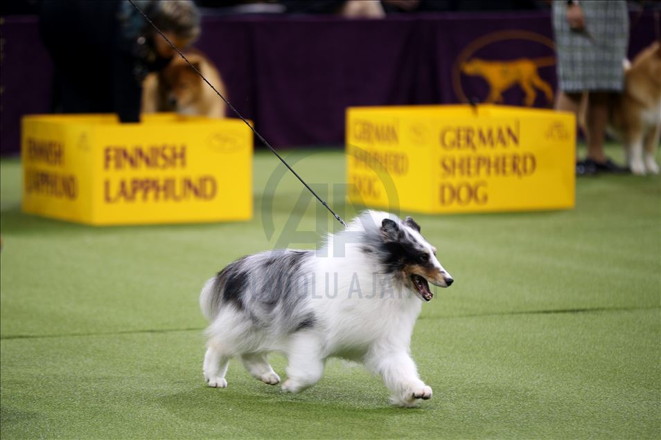 Westminster Dog Show 2020 Results
