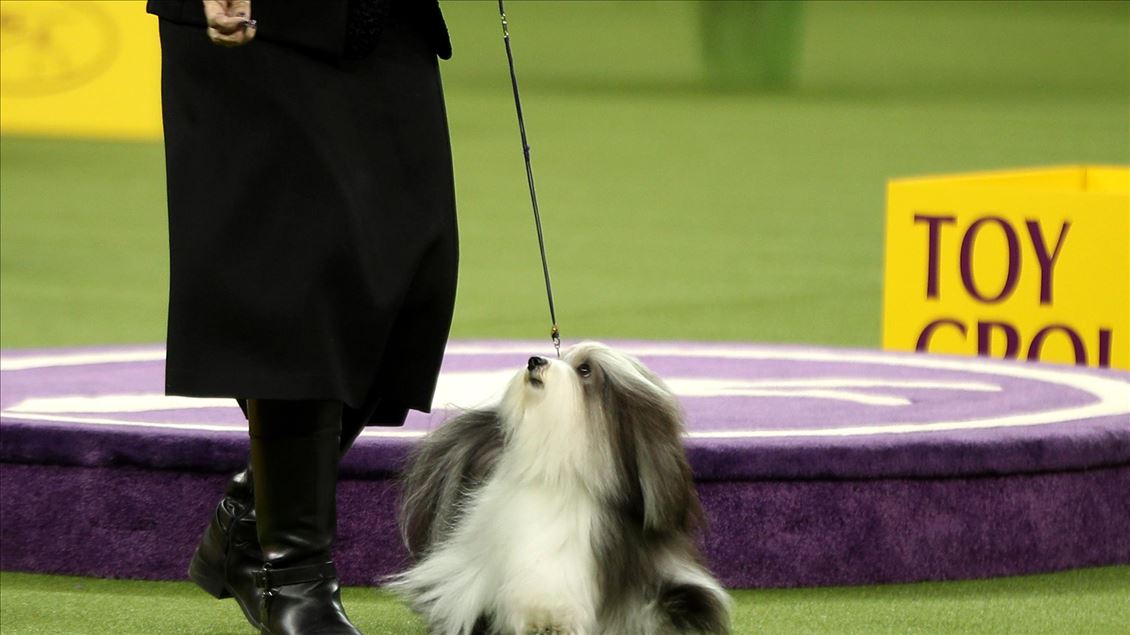 Westminster Dog Show 2020 Results