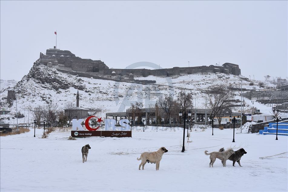 Li Qersê heywandar cemeda rûyê çem dişikênin û wisa avê didin heywanan