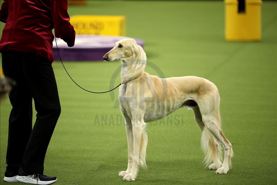 Westminster Dog Show 2020