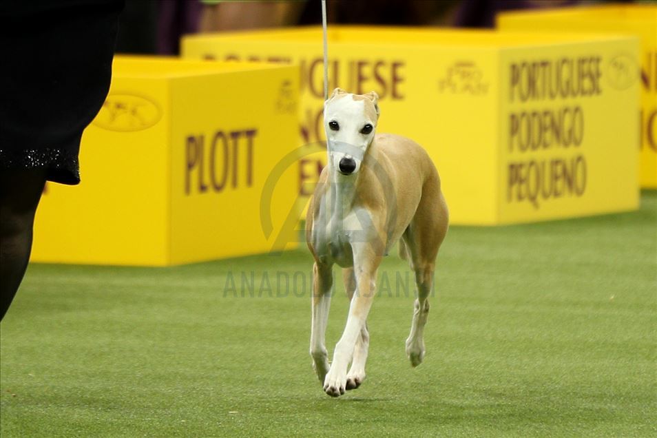 Westminster Dog Show 2020 Results