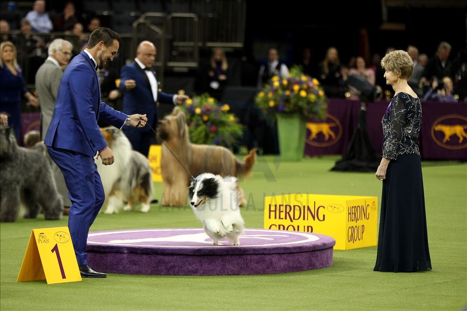 Westminster Dog Show 2020 Results