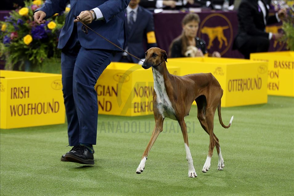 Westminster Dog Show 2020