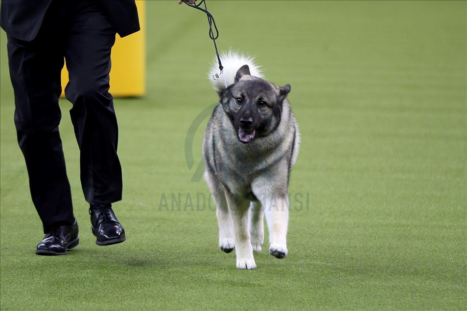 Westminster Dog Show 2020