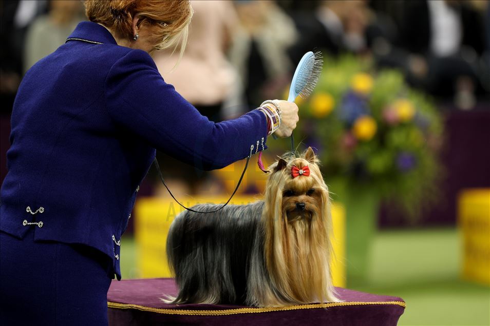Westminster Dog Show 2020