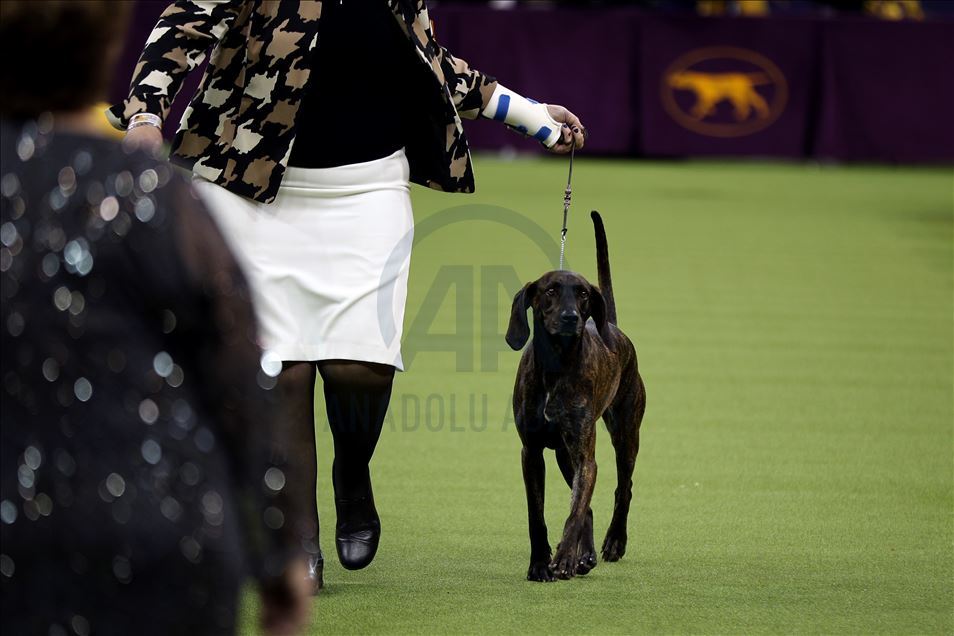Westminster Dog Show 2020