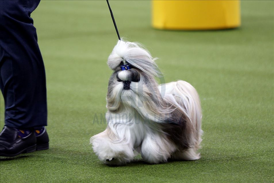Westminster Dog Show 2020