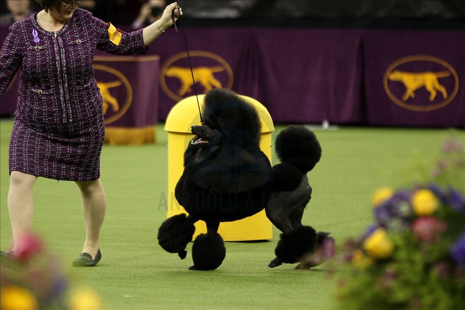 Westminster Dog Show 2020 Results