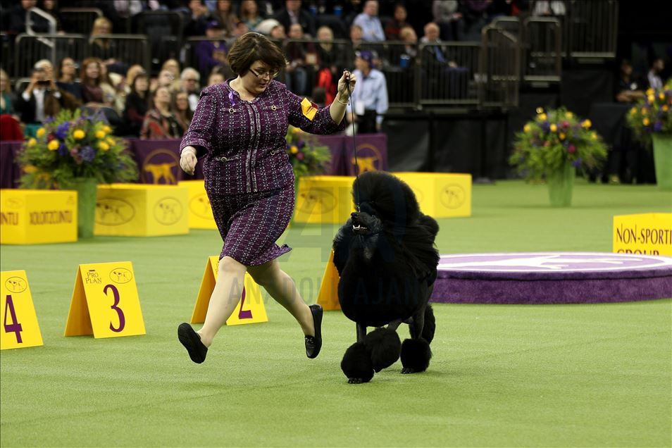 Westminster Dog Show 2020 Results