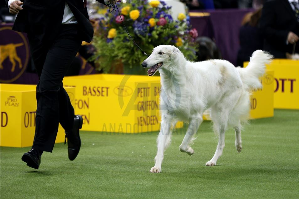 Westminster Dog Show 2020