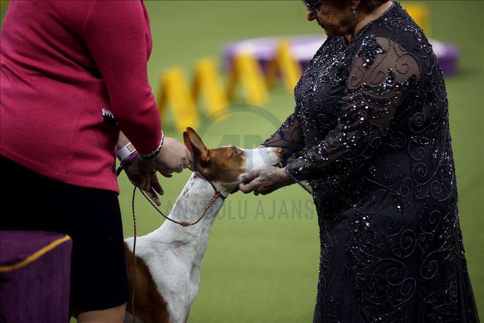 Westminster Dog Show 2020