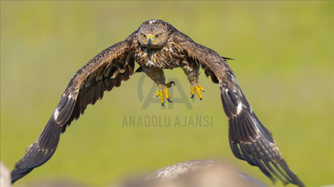 Le "colonel Ferit" observe les oiseaux depuis 13 ans