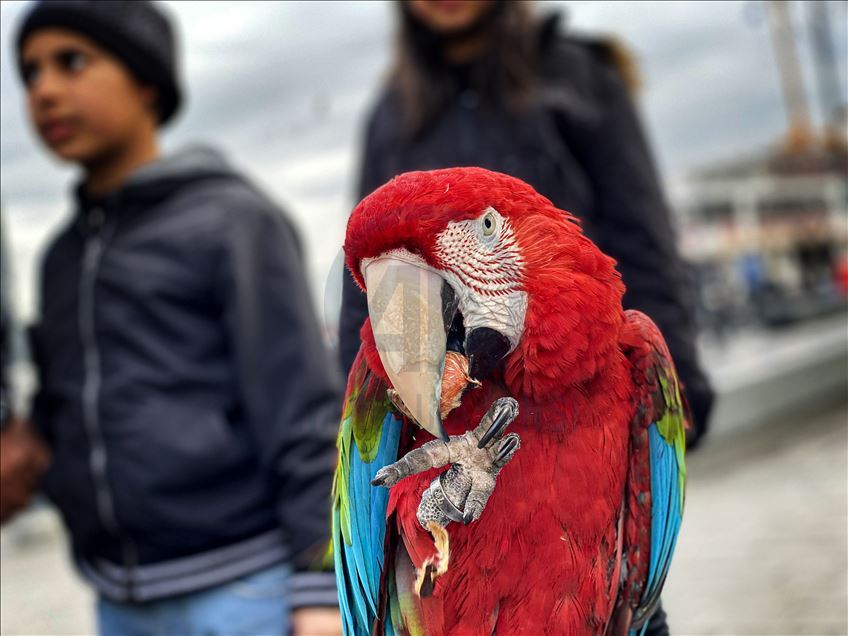 Actor Cihan receives his parrot seized in Georgia