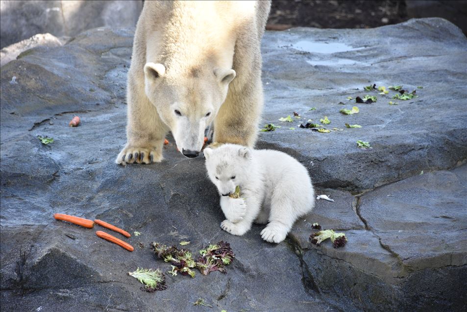 Baby Polar Bear at Schoenbrunn Zoo in Vienna