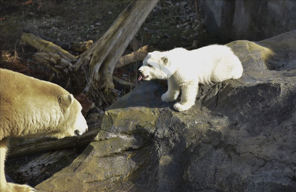 Mladunče polarnog medvjeda, rođeno u zoološkom vrtu Schoenbrunn u Beču, prvi put pred očima javnosti